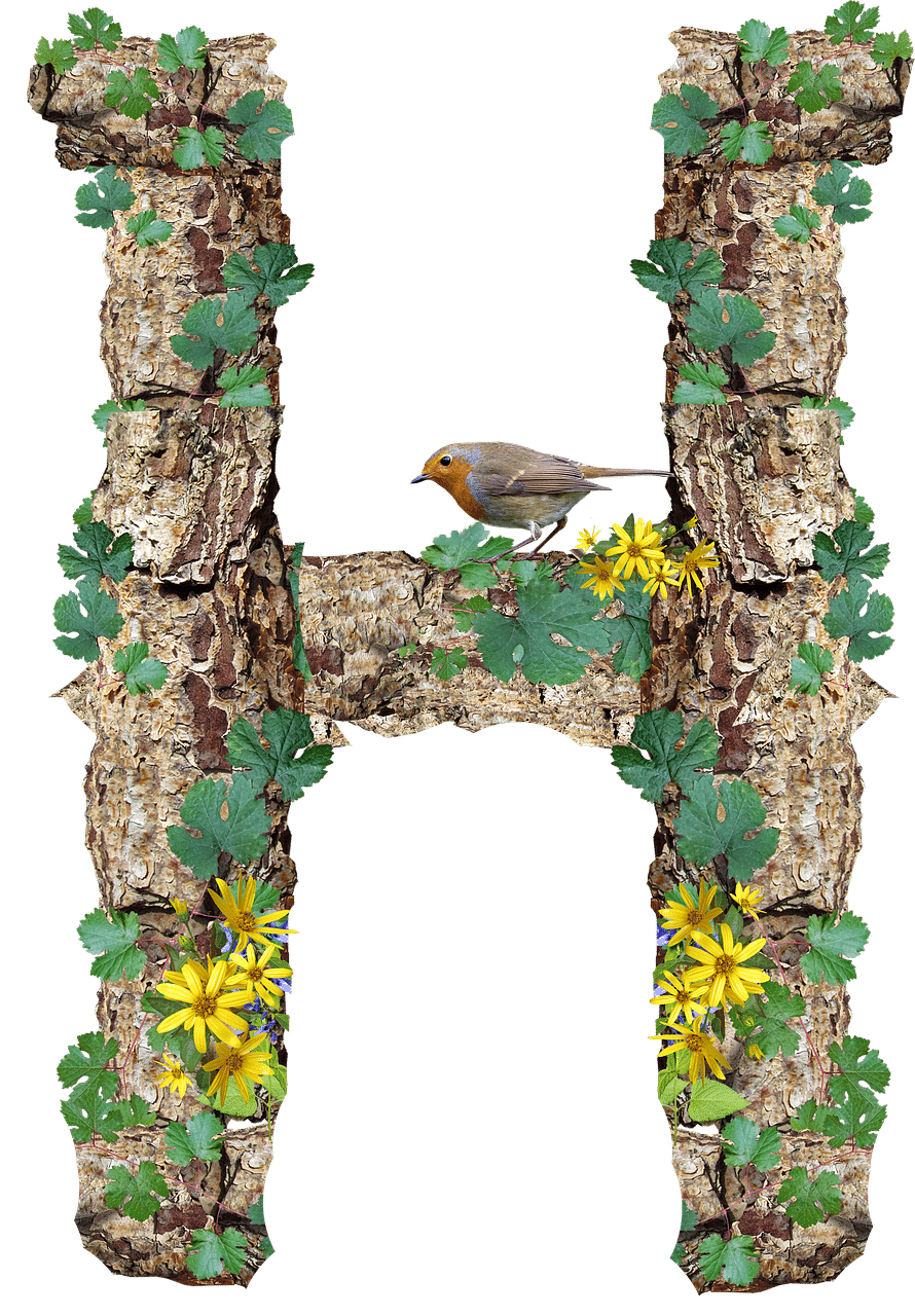 alphabet, letter, h, rustic, timber, bark, cut out, isolated