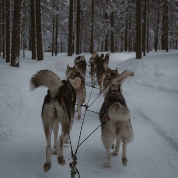 pexels-photo-20246018-20246018 Experience a thrilling dog sledding journey through the snowy forests of Lapland, Finland.
