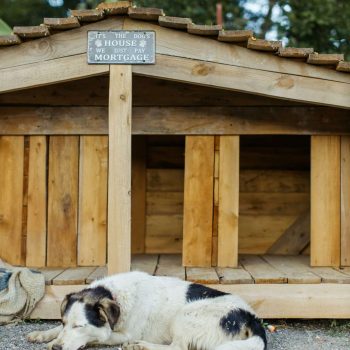 pexels-photo-5126462-5126462 A dog rests peacefully outside a large wooden dog house on a quiet day.
