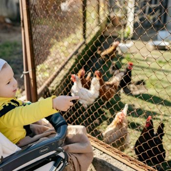 pexels-photo-5789138-5789138 A toddler in a stroller points at chickens behind a fence, outdoors on a sunny day.